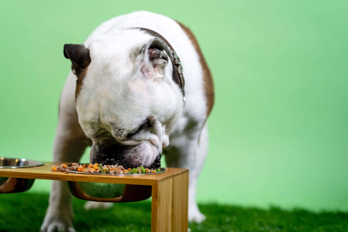 A bull dog eating out of his bowl