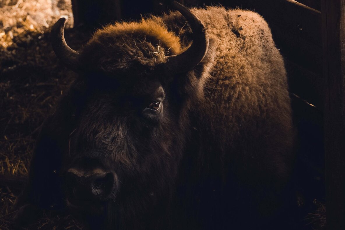 Bison looking into the camera